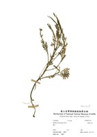 藏品(臺灣山芥)的圖片